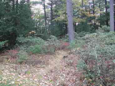 Path leading through blueberry and mountain laurel to back property -- quarry, moss forest, streams, waterfall.