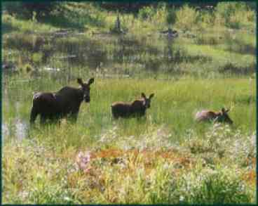 Moose Family in Pond