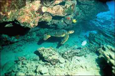 Green sea turtle in nearby snorkeling cove