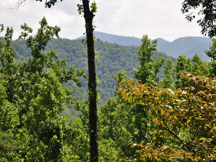 View Whispering Woods Cabin  Secluded