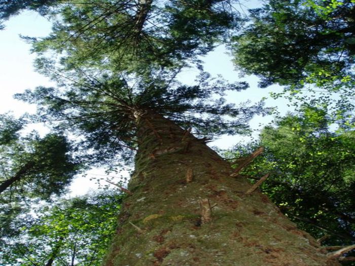 View Big Tree Cottage