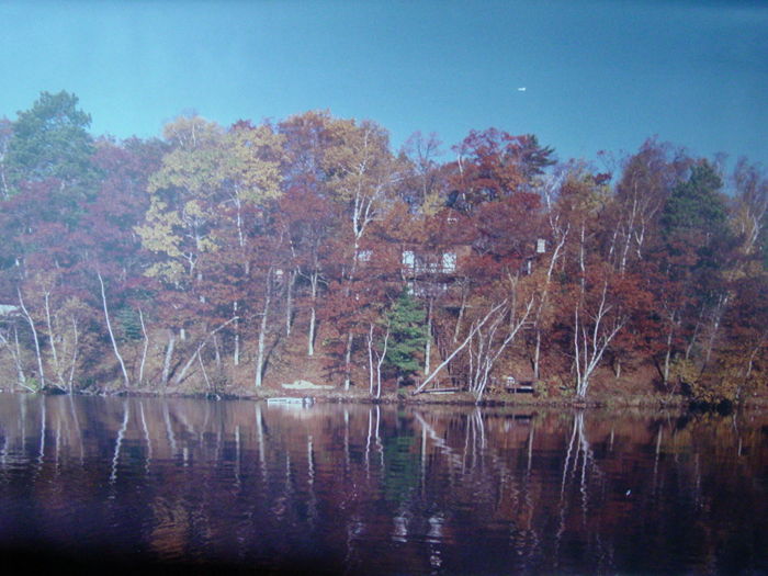 View Idyllic Cabin in the Tree Tops