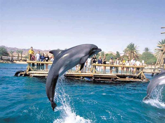 View EILAT  Dolphin Apartment at the