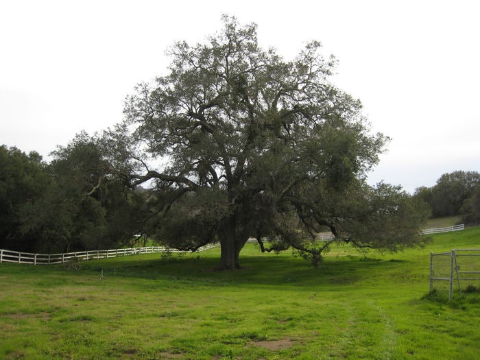 View Circle Oak Ranch